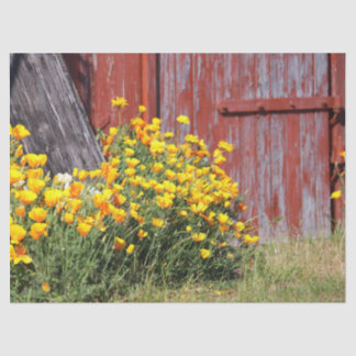 Herrlich! Ein Ausbruch gelber Blumen und ein roter Seidenpapier