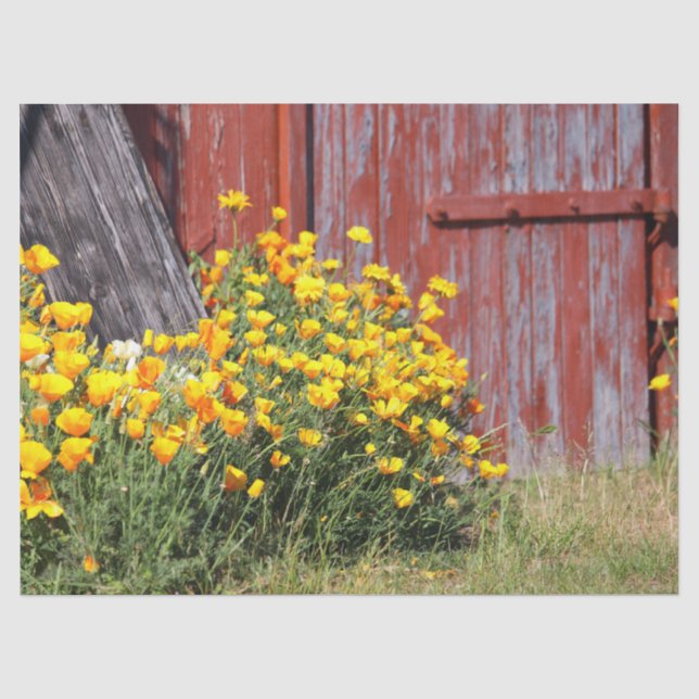 Herrlich! Ein Ausbruch gelber Blumen und ein roter Seidenpapier (Vorderseite)