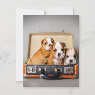 Herrliche Bulldoggen Welpen Hund Lover Einladung