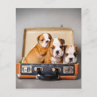 Herrliche Bulldoggen Welpen | Hund Lover Flyer