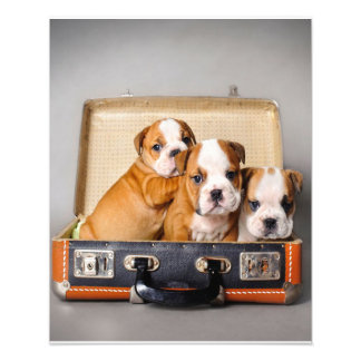 Herrliche Bulldoggen Welpen | Hund Lover Fotodruck