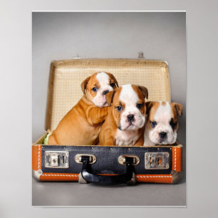 Herrliche Bulldoggen Welpen   Hund Lover Poster
