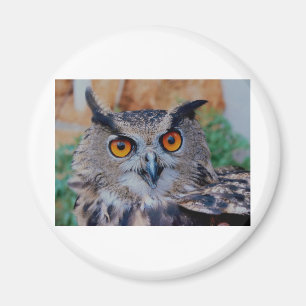 HERRLICHE EULEN-AUGEN MAGNET