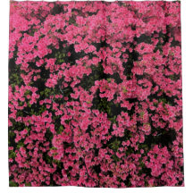 Herrliche Frühlings-Rosa-Baum-Bild-Natur