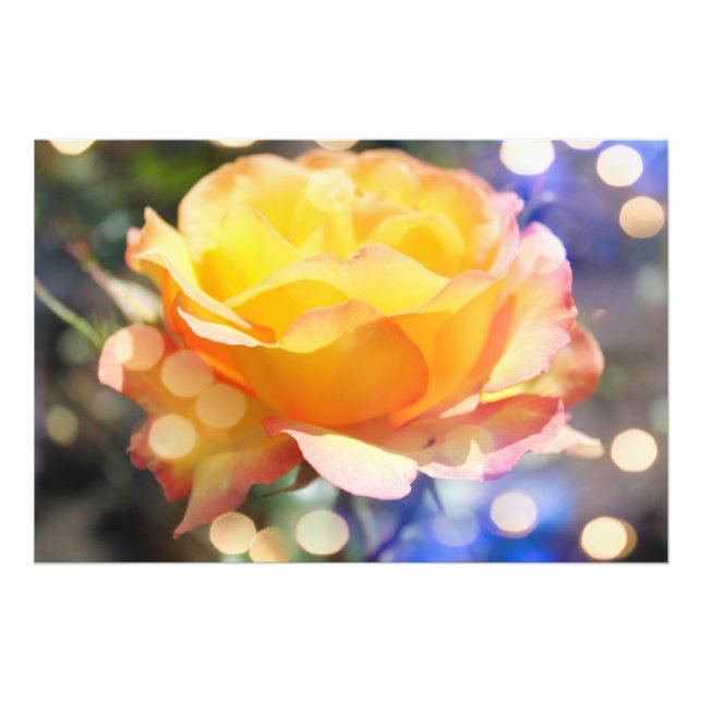 Herrliche gelbe Rosenrose Blume. Blumenfotografie Fotodruck (Vorne)