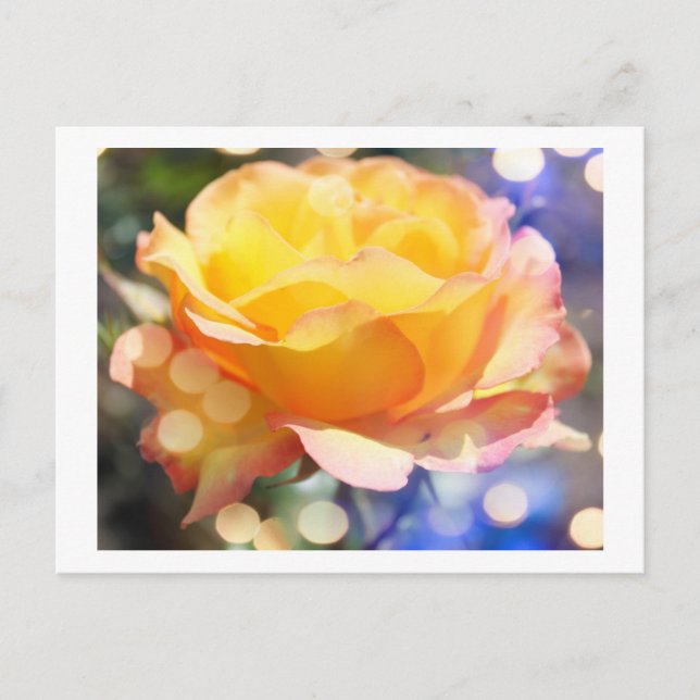 Herrliche gelbe Rosenrose Blume. Blumenfotografie. Postkarte (Vorderseite)