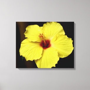 Herrliche Hibiskus-chinesische Rosen-blühende Leinwanddruck