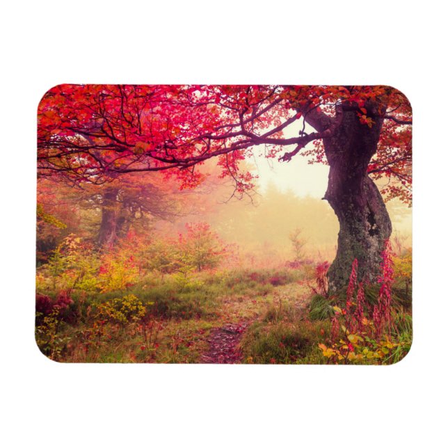 Herrliche Landschaft mit Herbstbäumen im Wald Magnet (Horizontal)