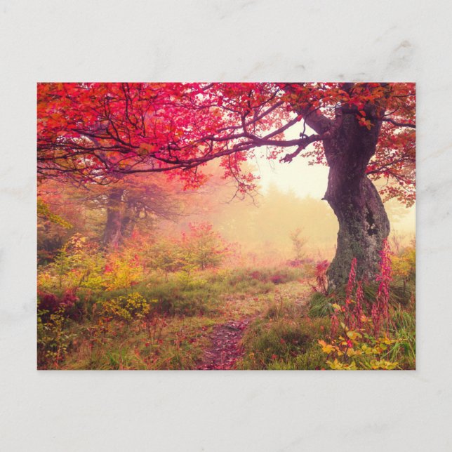 Herrliche Landschaft mit Herbstbäumen im Wald Postkarte (Vorderseite)