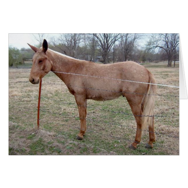Herrliche Mule! (Vorderseite (Horizontal))