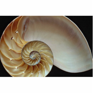 Herrliche Nautilus-Muschel Freistehende Fotoskulptur