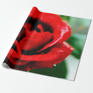 Herrliche rote Rose mit Morgentauben Geschenkpapier