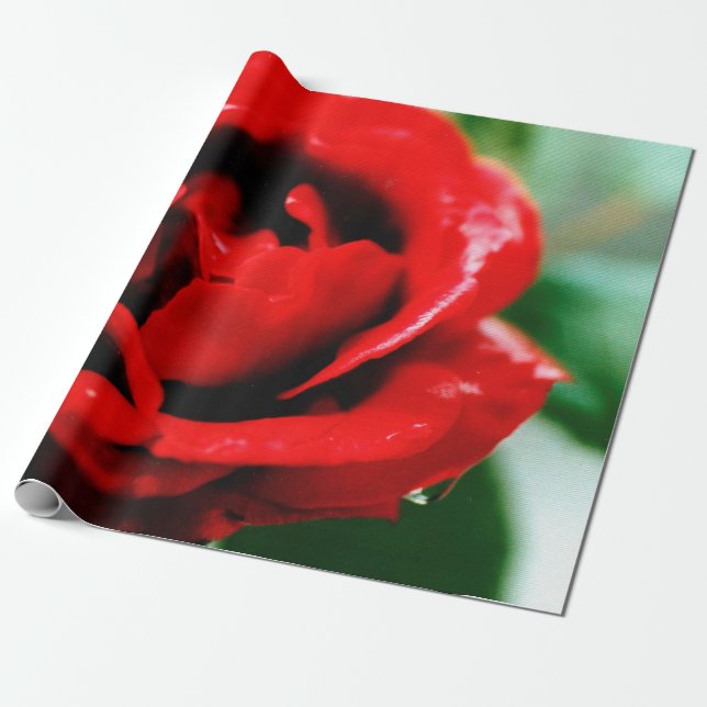 Herrliche rote Rose mit Morgentauben Geschenkpapier (Ungerollt)
