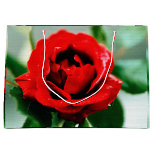 Herrliche rote Rose mit Morgentauben Große Geschenktüte