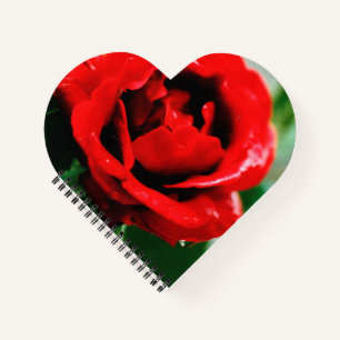 Herrliche rote Rose mit Morgentauben Notizbuch