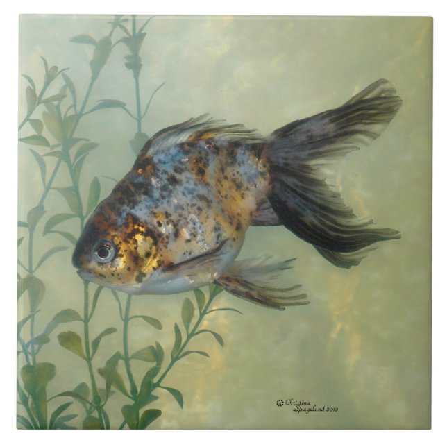 Herrliche Ryukin Kaliko-Goldfisch-Fliese Fliese (Vorderseite)