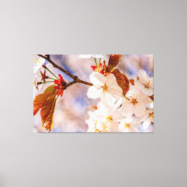 Herrliche Sakura-Blume. Hanami-Frühlingszeit Leinwanddruck (Vorderseite)