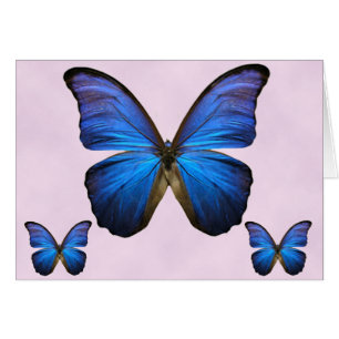Herrlicher blauer Morpho Schmetterling