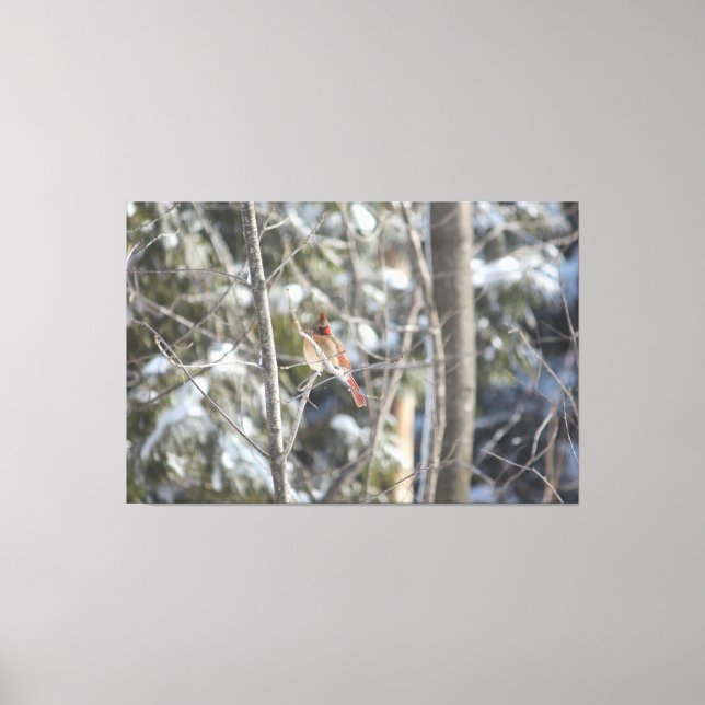 Herrlicher Kardinal Leinwanddruck (Vorderseite)