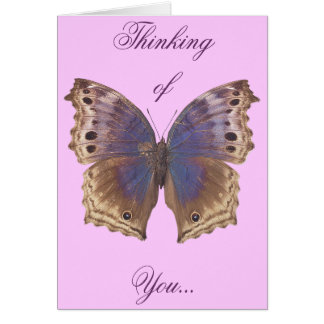 Herrlicher lila Schmetterling