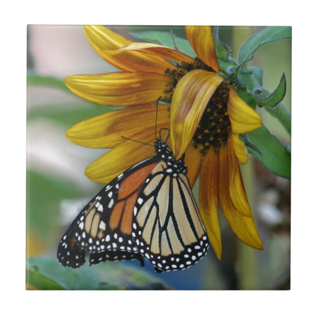 Herrlicher Monarchfalter auf Sonnenblume Fliese (Vorderseite)