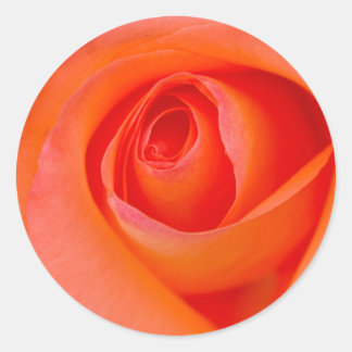 Herrlicher Orange Rose Bud Runder Aufkleber