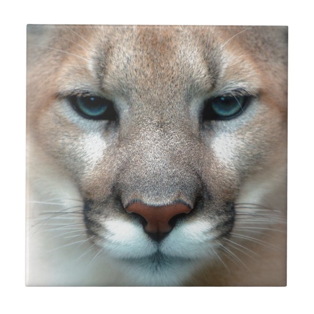HERRLICHER PUMA FLIESE (Vorderseite)