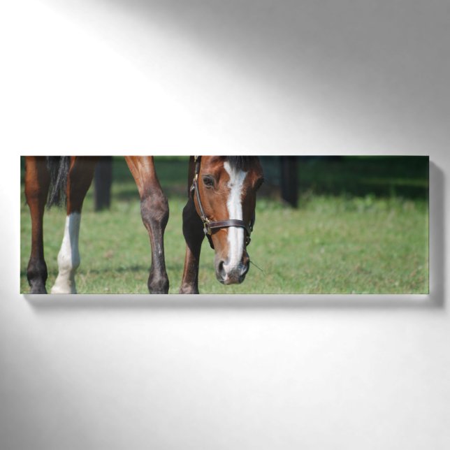 Herrlicher Quarterhorse Namenschild (Vorderseite)