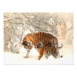 Herrlicher Tiger und Keule im Schnee Fotodruck