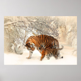 Herrlicher Tiger und Keule im Schnee Poster