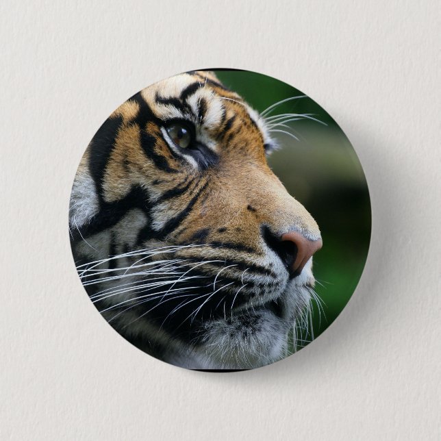 Herrliches bengalisches Tiger-Gesicht Button (Vorderseite)