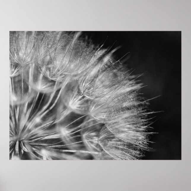 Herrliches Detail Pusteblume in schwarz weiß Poster (Vorne)