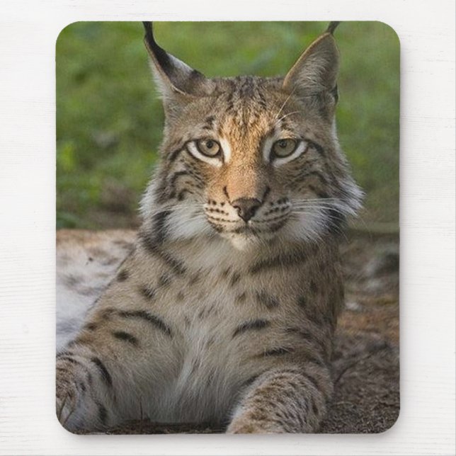 herrliches Luchsstillstehen Mousepad (Vorne)