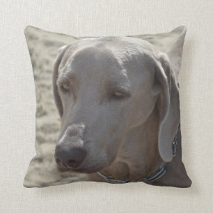 Herrliches Weimaraner Kissen