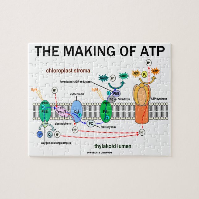 Herstellung der fotosynthetischen ATP-Einstellung (Horizontal)