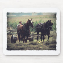 Herstellung des Heus mit Pferden