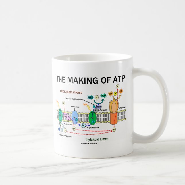 Herstellung von ATP (lichtabhängige Fotosynthese) Kaffeetasse (Rechts)