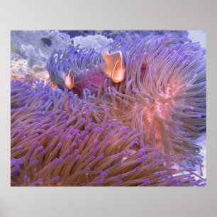 Herum herumblödeln poster