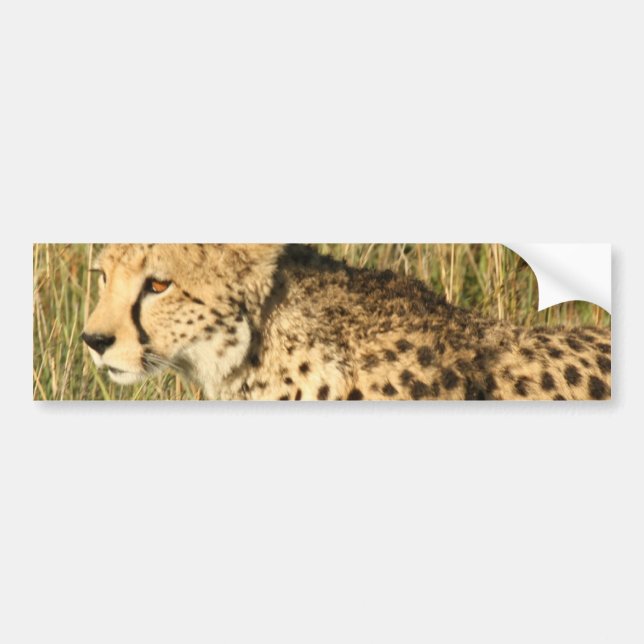 Herumstreichende Cheetah-Autoaufkleber Autoaufkleber (Vorne)
