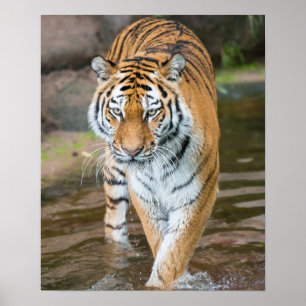 Herumstreichende Tiger-Porträt-Fotografie Poster