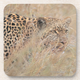 Herumstreichender Leopard, der in der Wiese sich Untersetzer