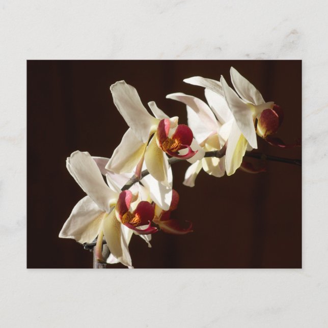 Hervorhebung der weißen Orchideen Blumenfotografie Postkarte (Vorderseite)