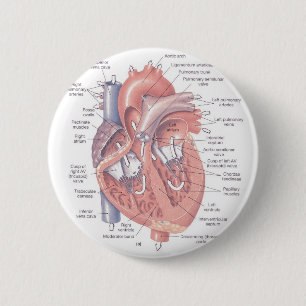 Herz-Anatomie Button