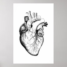 Herz Anatomie Illustrationsposter