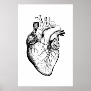 Herz Anatomie Illustrationsposter Poster