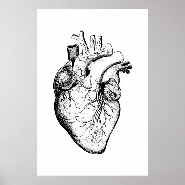 Herz Anatomie Illustrationsposter Poster (Vorne)
