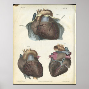 Herz-Anatomie-Vintager Druck Poster