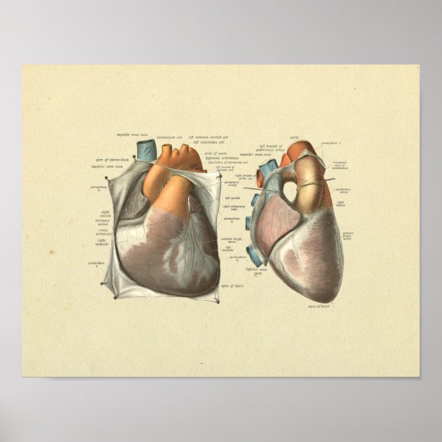 Herz Arteries Venen Anatomie Druck Poster (Vorne)