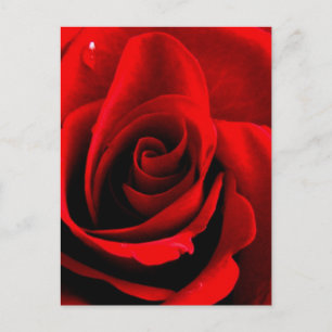 Herz einer Rose Postkarte