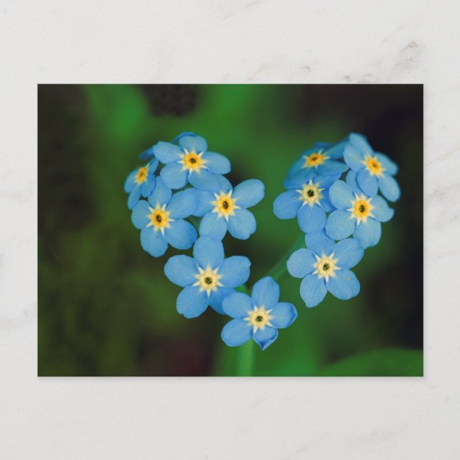 Herz gestapelte Vergessen-ich-nicht-Blume Postkarte (Vorderseite)